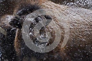 American Bison portrait covered with snow