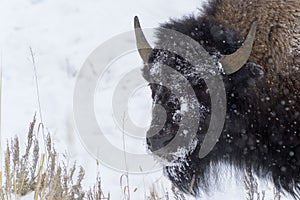 American Bison portrait covered with snow