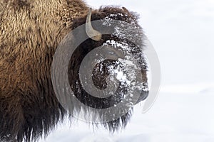 American Bison portrait covered with snow