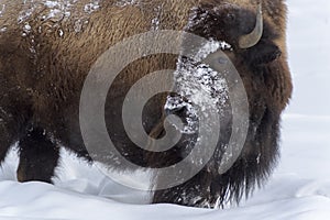 American Bison portrait covered with snow, sideview