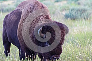 American Bison on the prairie, side view