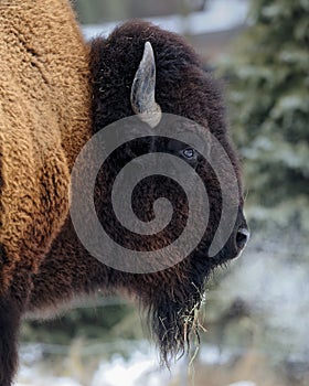 American bison profile