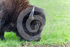 American bison profile