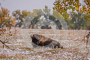 American bison resting on Colorado plains