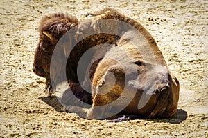 American bison resting lying on the ground on a sunny and hot day.
