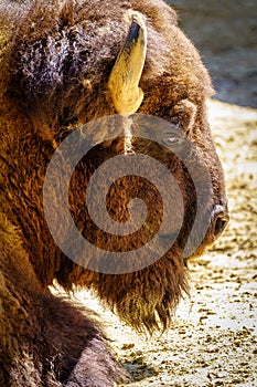 American bison resting lying on the ground on a sunny and hot day.