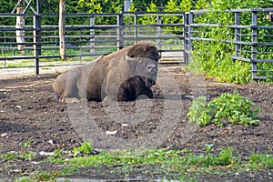American bison resting in the zoo.