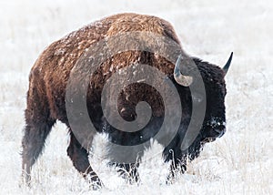 American Bison