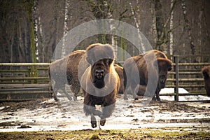 An American Bison Running