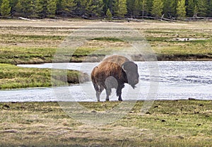 American Bison Shakes off Water in Yellowstone National Park