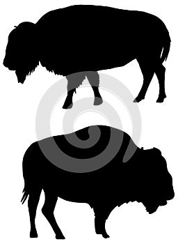American Bison silhouette in black on white background