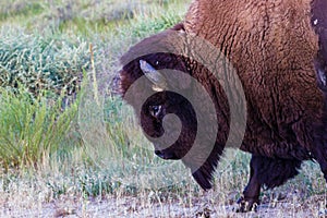 American Bison slowly passing