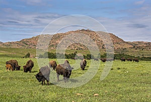 American Bison