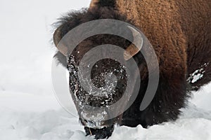American Bison in snow photo