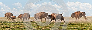 American Bison Stampede photo