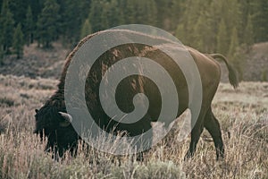 American Bison & Sunset