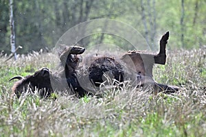 American bison taking dust bath