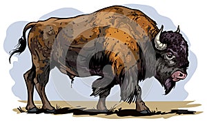 American bison photo