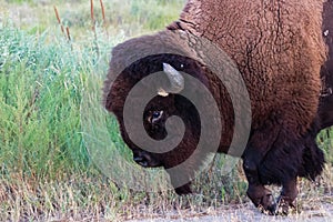 American Bison walking close by with hoof raised