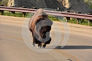 American Bison Walking Down a Road Way