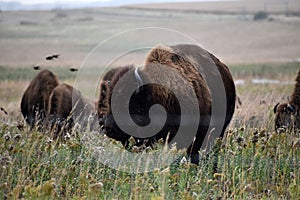 American bison walking and grazing on native prairie grasses photo