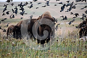 American bison walking and grazing on native prairie grasses photo