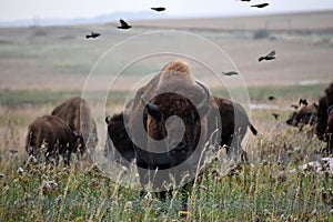 American bison walking and grazing on native prairie grasses photo