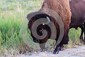 American Bison walking right up close