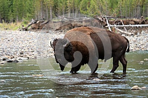 American Bison Walking in Water