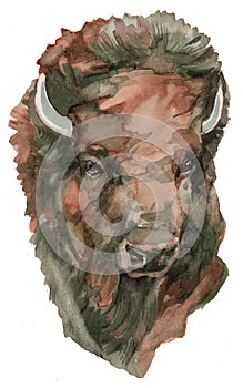 The American bison watercolor portrait