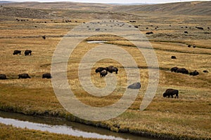 American bison in yellowstone national park