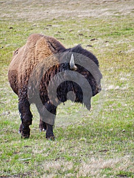 American Bison in Yellowstone National Park