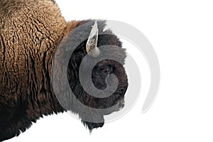 American Bison in Yellowstone National Park photo