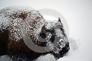 American Bison Yellowstone National Park