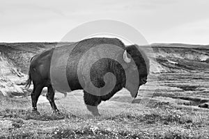 American Bison in the Yellowstone National Park