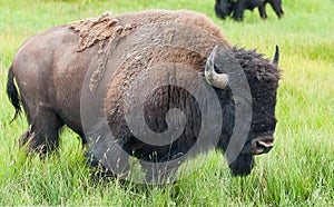 American Bison in img