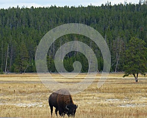 American Bison - Yellowstone, WY