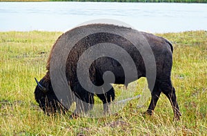 American Bison - Yellowstone, WY