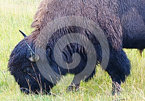 American Bison - Yellowstone, WY