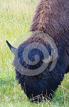 American Bison - Yellowstone, WY