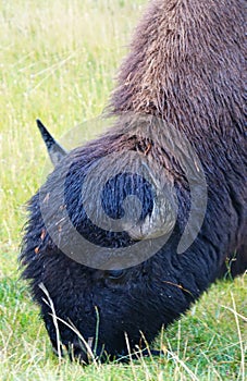 American Bison - Yellowstone, WY