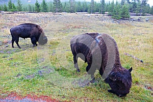 American Bison - Yellowstone, WY