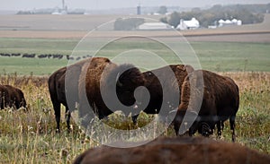 American bison with Young calf walking and grazing on native prairie grasses photo