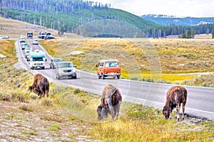 American Bisons Grazing by Roadside in Yellowstone With Passing Cars