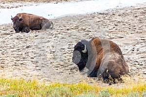 American Bisons Resting at Hayden Valley in Yellowstone National Park