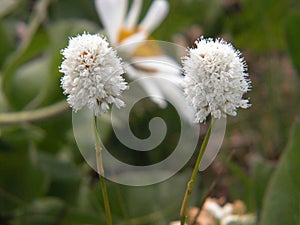 American Bistort Wildflower