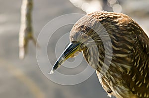 American bittern