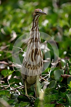 American Bittern