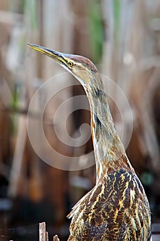 American Bittern
