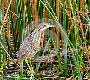 American Bittern